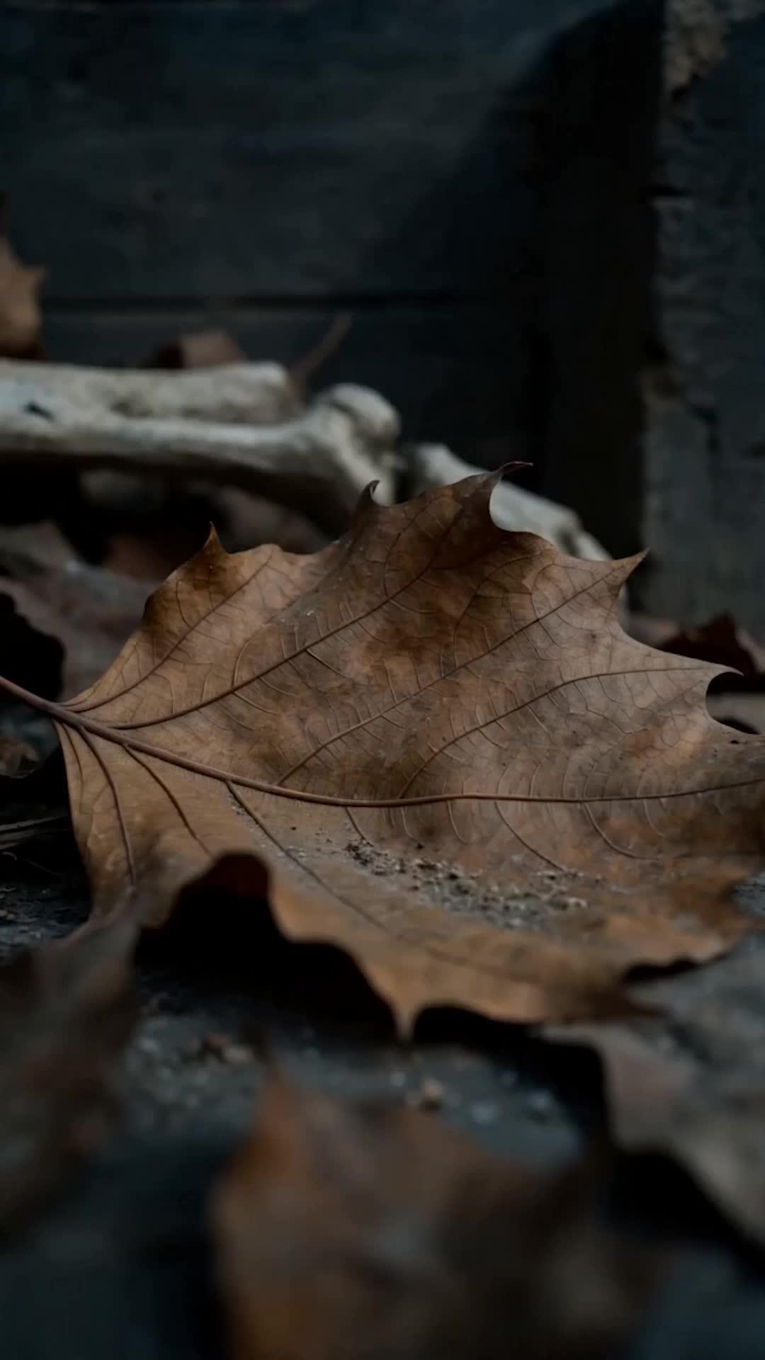 Episódio 15