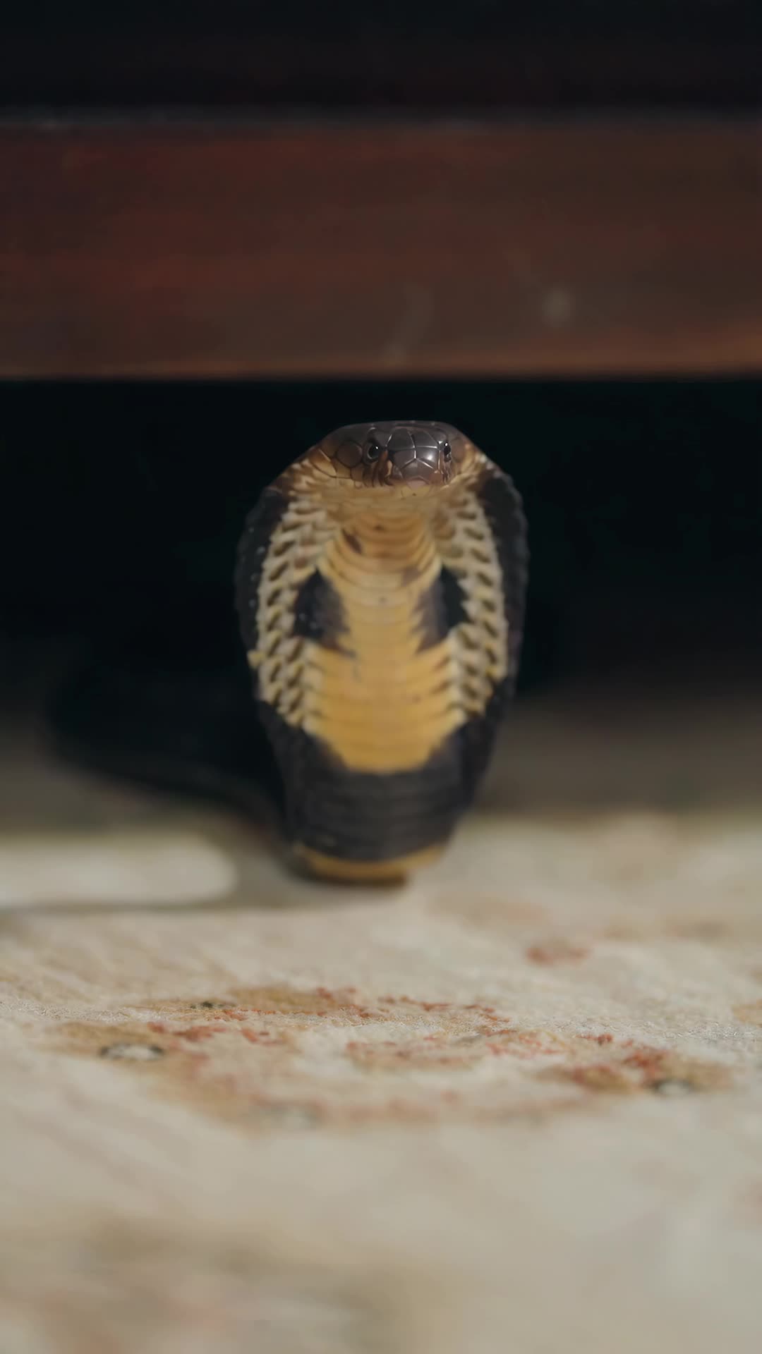 화 12
