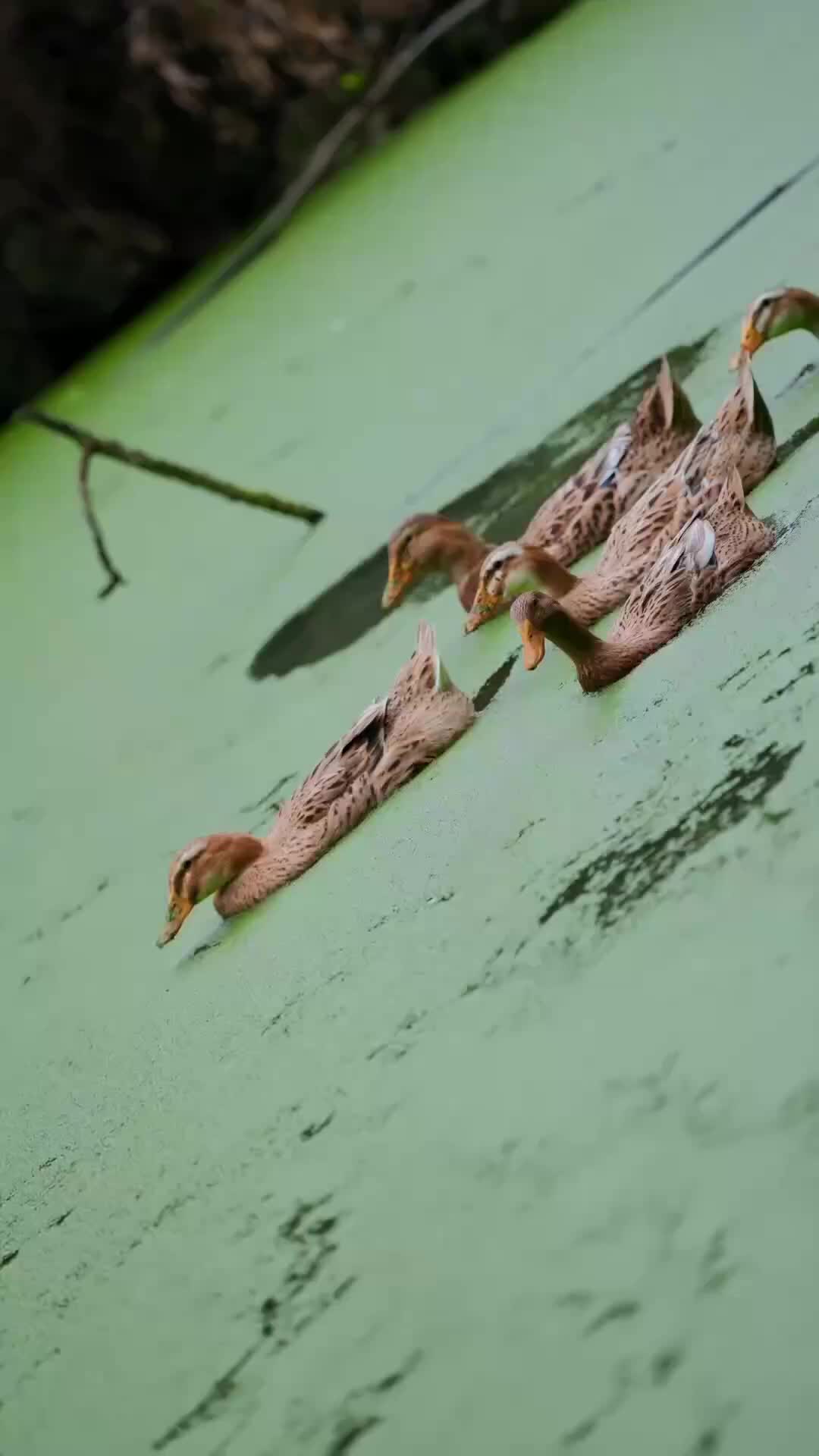 集 16