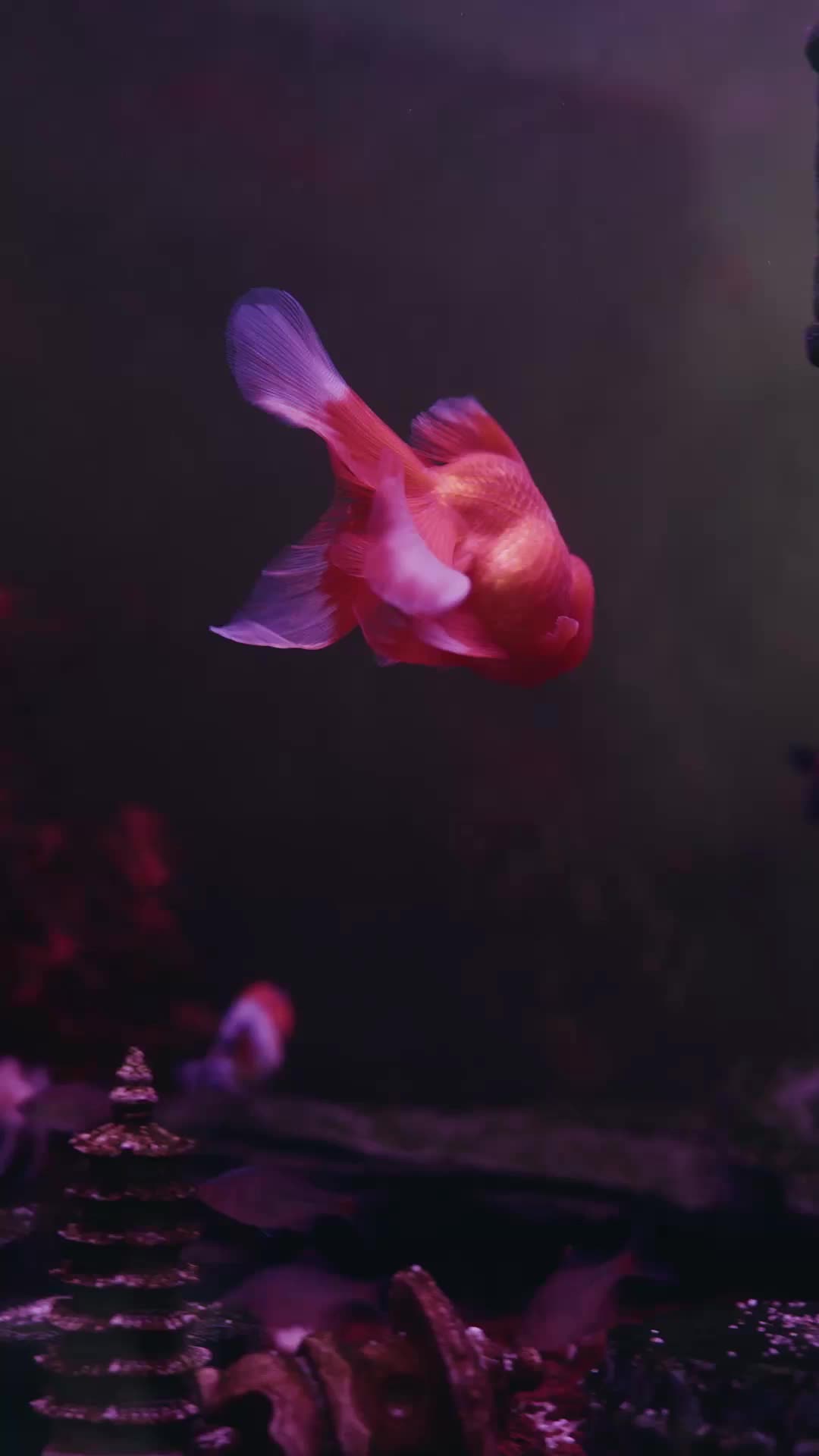 集 3