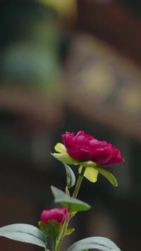 集 6