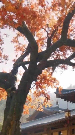 集 16