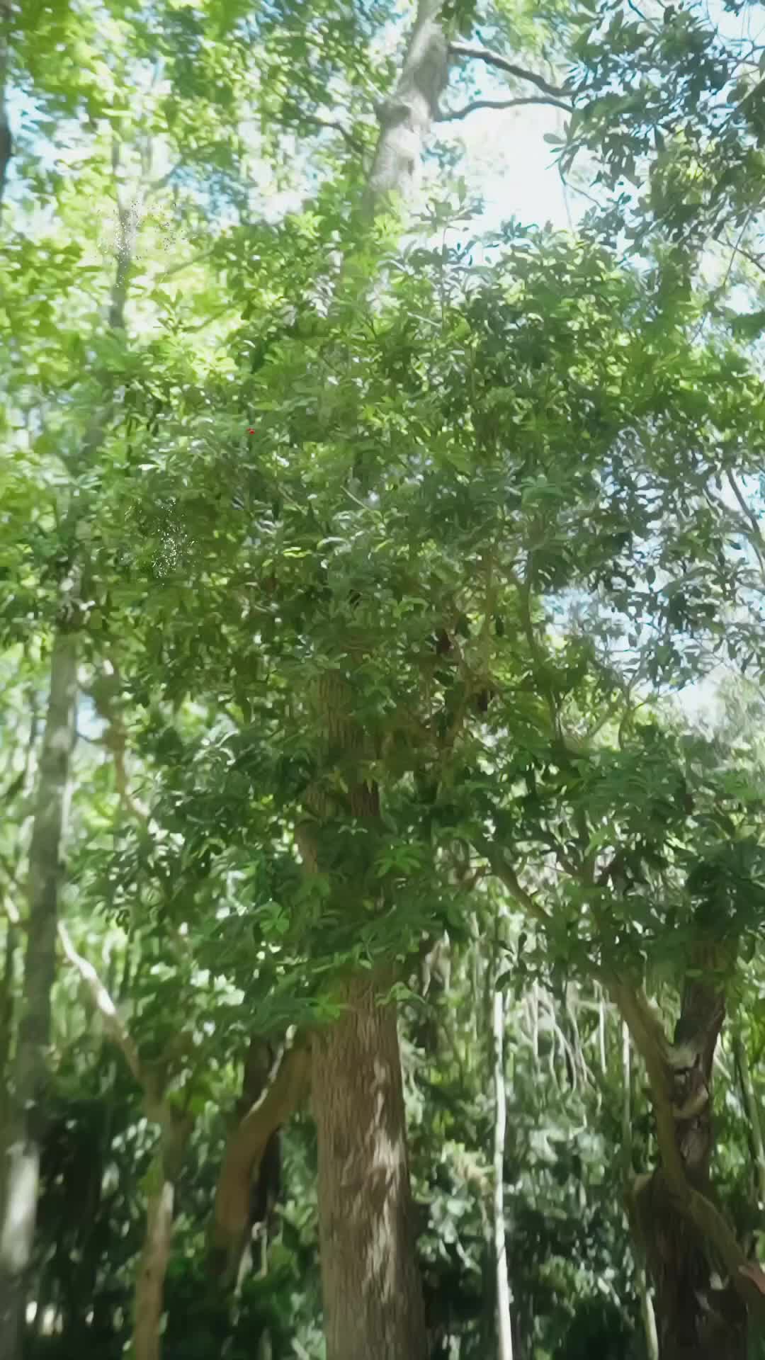화 7
