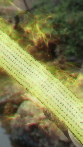 화 4