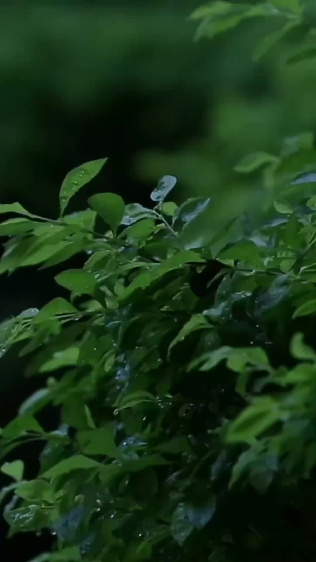 集 25