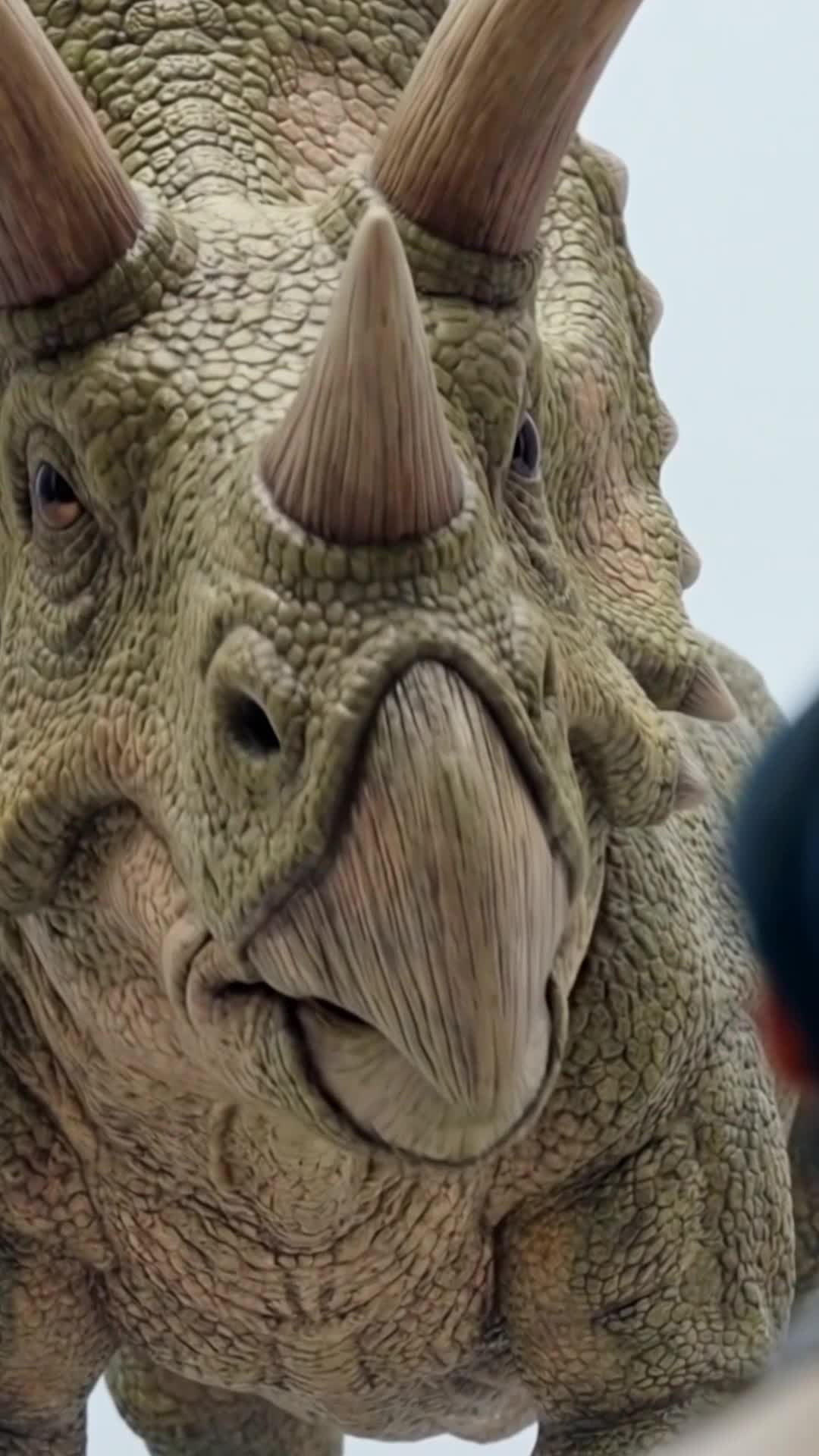 集 4
