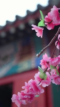 集 29