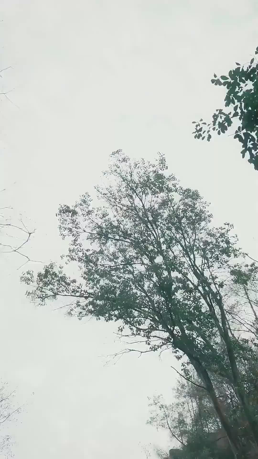 화 5