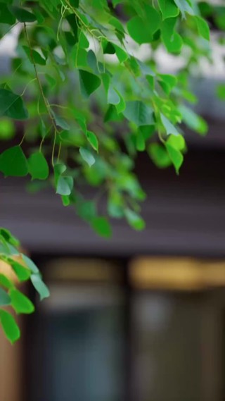 集 4