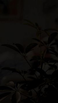 集 9